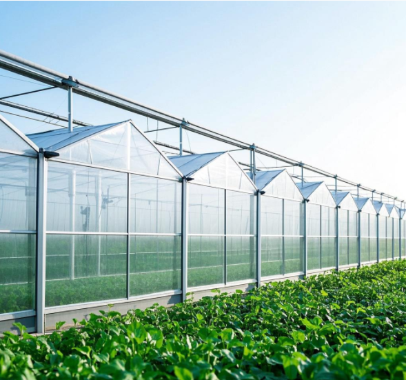 连栋膜温室大棚